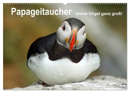 Papageitaucher - kleine Vogel ganz groß! (Wandkalender 2024 DIN A2 quer), CALVENDO Monatskalender (Calendar)