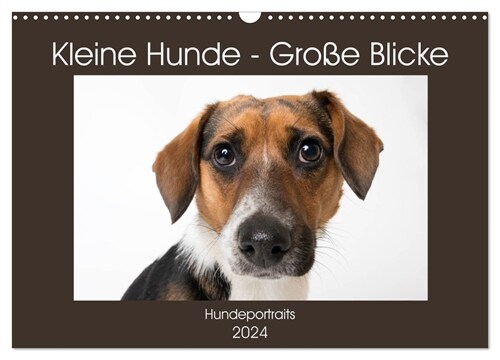 Kleine Hunde - Große Blicke (Wandkalender 2024 DIN A3 quer), CALVENDO Monatskalender (Calendar)