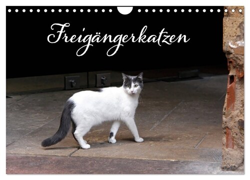 Freigangerkatzen (Wandkalender 2024 DIN A4 quer), CALVENDO Monatskalender (Calendar)