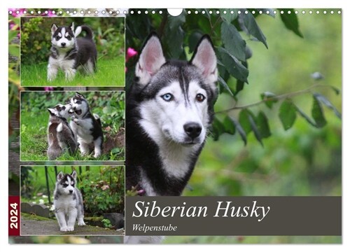 Siberian Husky - Welpenstube (Wandkalender 2024 DIN A3 quer), CALVENDO Monatskalender (Calendar)