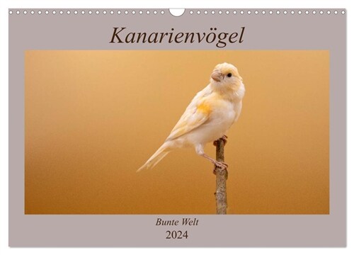 Kanarienvogel - Bunte Welt (Wandkalender 2024 DIN A3 quer), CALVENDO Monatskalender (Calendar)