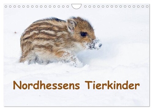 Nordhessens Tierkinder (Wandkalender 2024 DIN A4 quer), CALVENDO Monatskalender (Calendar)