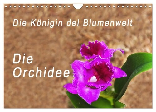 Die Konigin der Blumenwelt, die Orchidee (Wandkalender 2024 DIN A4 quer), CALVENDO Monatskalender (Calendar)