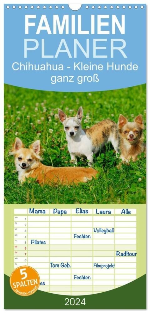 Familienplaner 2024 - Chihuahua - Kleine Hunde ganz groß mit 5 Spalten (Wandkalender, 21 x 45 cm) CALVENDO (Calendar)