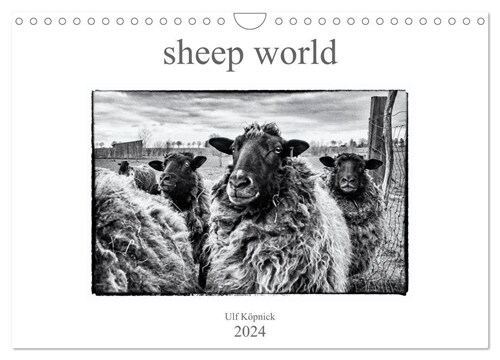 sheep world (Wandkalender 2024 DIN A4 quer), CALVENDO Monatskalender (Calendar)