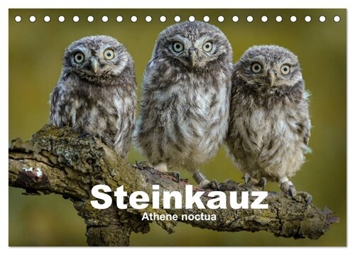 Steinkauze (Athene noctua) (Tischkalender 2024 DIN A5 quer), CALVENDO Monatskalender (Calendar)