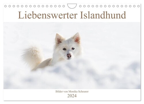 Liebenswerter Islandhund (Wandkalender 2024 DIN A4 quer), CALVENDO Monatskalender (Calendar)
