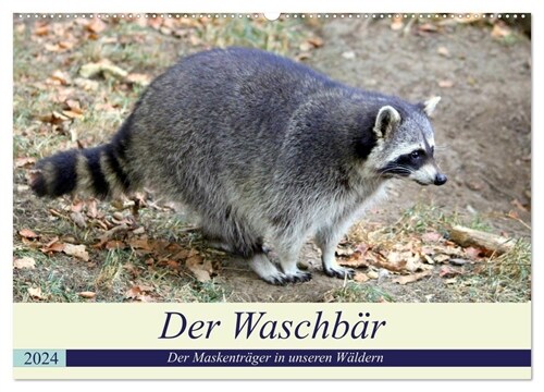 Der Waschbar - Der Maskentrager in unseren Waldern (Wandkalender 2024 DIN A2 quer), CALVENDO Monatskalender (Calendar)