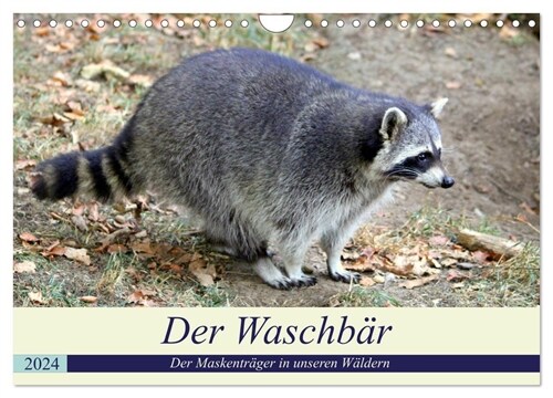 Der Waschbar - Der Maskentrager in unseren Waldern (Wandkalender 2024 DIN A4 quer), CALVENDO Monatskalender (Calendar)