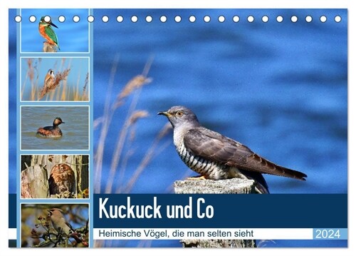 Kuckuck und Co - Heimische Vogel, die man selten sieht - Jahresplaner 2024 (Tischkalender 2024 DIN A5 quer), CALVENDO Monatskalender (Calendar)