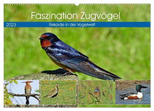 Faszination Zugvogel - Rekorde in der Vogelwelt (Wandkalender 2024 DIN A2 quer), CALVENDO Monatskalender (Calendar)