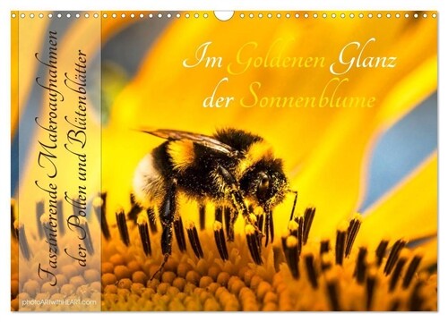 Im Goldenen Glanz der Sonnenblume (Wandkalender 2024 DIN A3 quer), CALVENDO Monatskalender (Calendar)