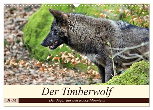 Der Timberwolf - Der Jager aus den Rocky Mountains (Wandkalender 2024 DIN A3 quer), CALVENDO Monatskalender (Calendar)