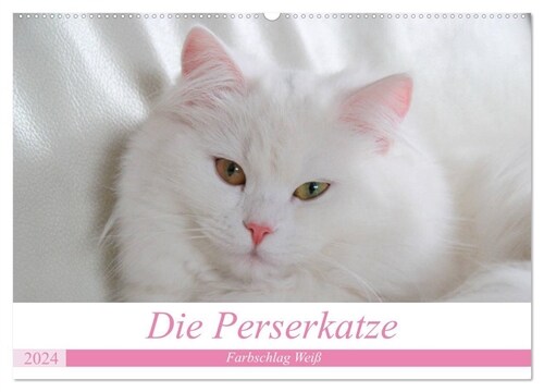 Die Perserkatze - Farbschlag Weiß (Wandkalender 2024 DIN A2 quer), CALVENDO Monatskalender (Calendar)