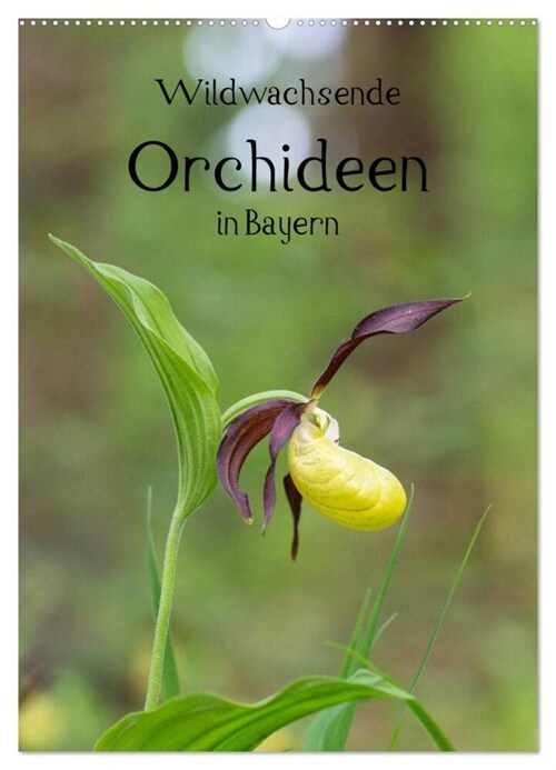Wildwachsende Orchideen in Bayern (Wandkalender 2024 DIN A2 hoch), CALVENDO Monatskalender (Calendar)