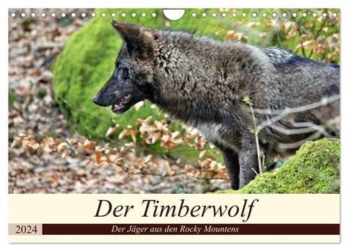 Der Timberwolf - Der Jager aus den Rocky Mountains (Wandkalender 2024 DIN A4 quer), CALVENDO Monatskalender (Calendar)