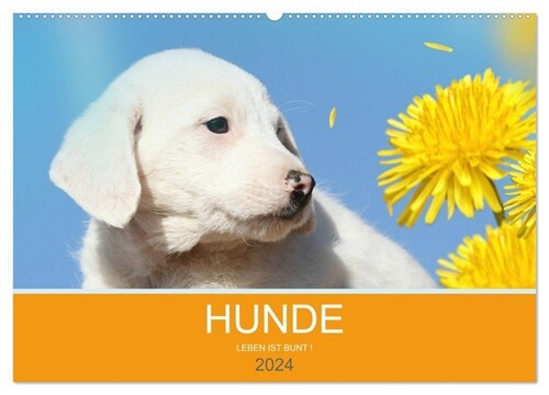 HUNDE LEBEN IST BUNT (Wandkalender 2024 DIN A2 quer), CALVENDO Monatskalender (Calendar)