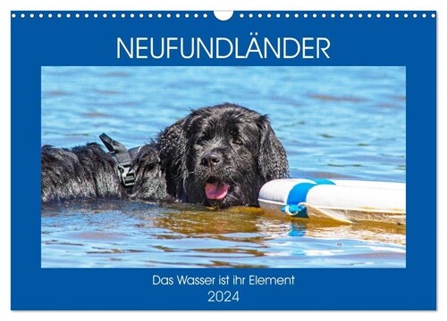 Neufundlander - Das Wasser ist ihr Element (Wandkalender 2024 DIN A3 quer), CALVENDO Monatskalender (Calendar)