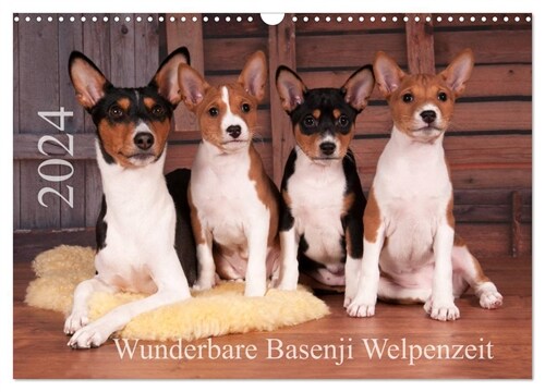 Wunderbare Basenji Welpenzeit (Wandkalender 2024 DIN A3 quer), CALVENDO Monatskalender (Calendar)