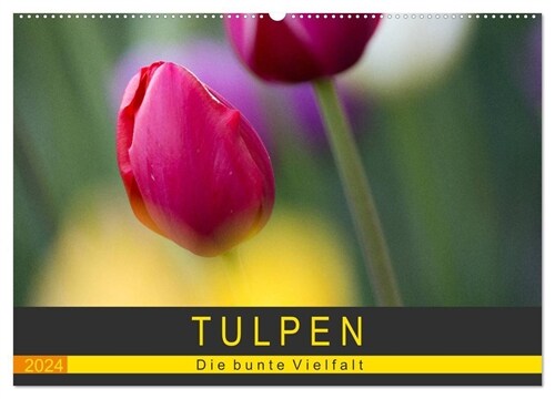 Tulpen - die bunte Vielfalt (Wandkalender 2024 DIN A2 quer), CALVENDO Monatskalender (Calendar)