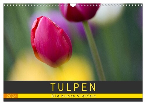 Tulpen - die bunte Vielfalt (Wandkalender 2024 DIN A3 quer), CALVENDO Monatskalender (Calendar)