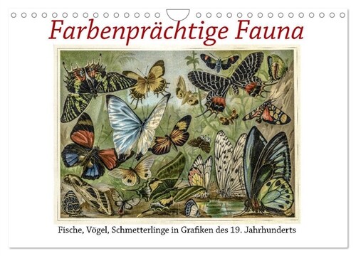 Farbenprachtige Fauna. Fische, Vogel, Schmetterlinge in Grafiken des 19 Jahrhunderts (Wandkalender 2024 DIN A4 quer), CALVENDO Monatskalender (Calendar)