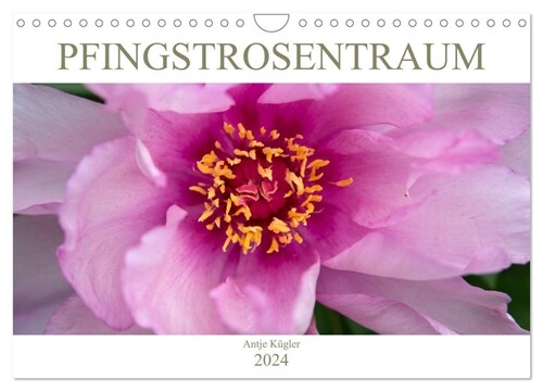 Pfingstrosentraum (Wandkalender 2024 DIN A4 quer), CALVENDO Monatskalender (Calendar)