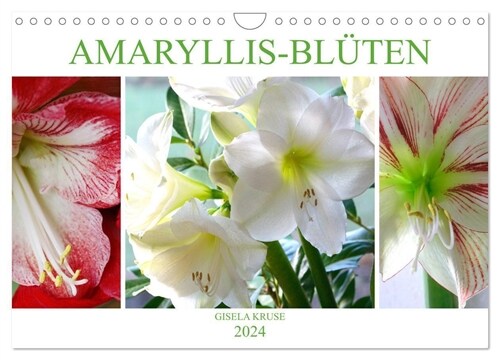Amaryllis-Bluten (Wandkalender 2024 DIN A4 quer), CALVENDO Monatskalender (Calendar)