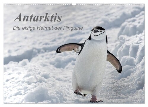 Antarktis, die eisige Heimat der Pinguine (Wandkalender 2024 DIN A2 quer), CALVENDO Monatskalender (Calendar)