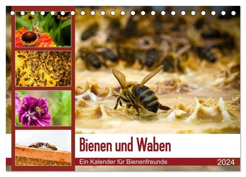 Bienen und Waben (Tischkalender 2024 DIN A5 quer), CALVENDO Monatskalender (Calendar)