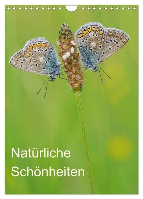 Insekten,Schonheiten der Natur (Wandkalender 2024 DIN A4 hoch), CALVENDO Monatskalender (Calendar)