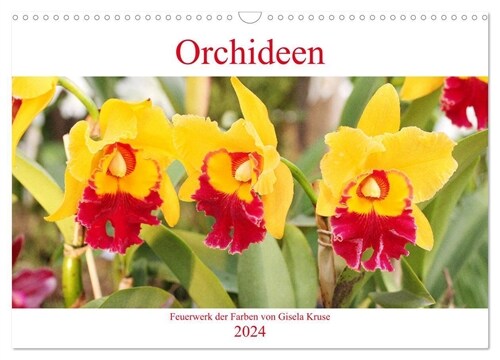 Orchideen Feuerwerk der Farben (Wandkalender 2024 DIN A3 quer), CALVENDO Monatskalender (Calendar)