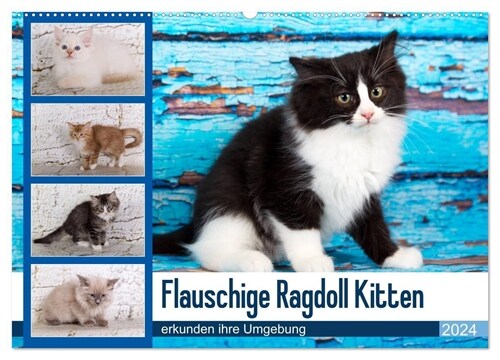 Flauschige Ragdoll Kitten (Wandkalender 2024 DIN A2 quer), CALVENDO Monatskalender (Calendar)