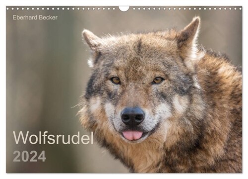 Wolfsrudel (Wandkalender 2024 DIN A3 quer), CALVENDO Monatskalender (Calendar)