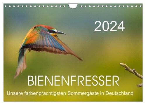 Bienenfresser, unsere farbenprachtigsten Sommergaste in Deutschland (Wandkalender 2024 DIN A4 quer), CALVENDO Monatskalender (Calendar)