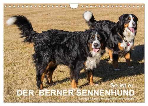 So ist er. Der Berner Sennenhund (Wandkalender 2024 DIN A4 quer), CALVENDO Monatskalender (Calendar)