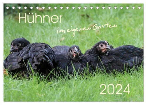 Huhner im eigenen Garten (Tischkalender 2024 DIN A5 quer), CALVENDO Monatskalender (Calendar)