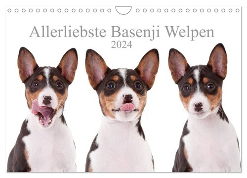 Allerliebste Basenji Welpen 2024 (Wandkalender 2024 DIN A4 quer), CALVENDO Monatskalender (Calendar)