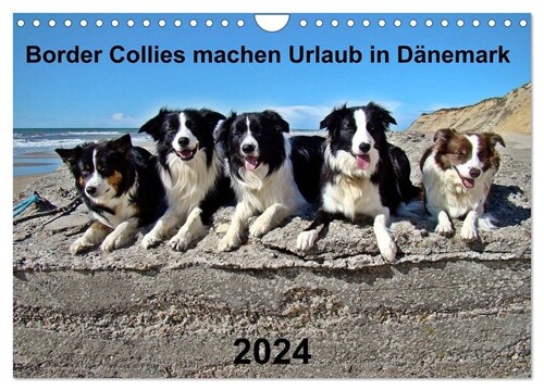 Border Collies machen Urlaub in Danemark (Wandkalender 2024 DIN A4 quer), CALVENDO Monatskalender (Calendar)