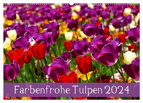 Farbenfrohe Tulpen 2024 (Wandkalender 2024 DIN A2 quer), CALVENDO Monatskalender (Calendar)