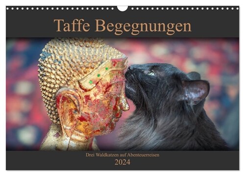 Taffe Begegnungen-Drei Waldkatzen auf Abenteuerreisen (Wandkalender 2024 DIN A3 quer), CALVENDO Monatskalender (Calendar)