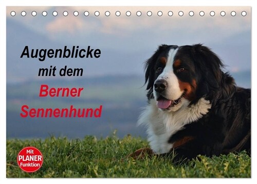 Augenblicke mit dem Berner Sennenhund (Tischkalender 2024 DIN A5 quer), CALVENDO Monatskalender (Calendar)