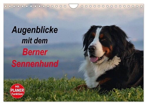 Augenblicke mit dem Berner Sennenhund (Wandkalender 2024 DIN A4 quer), CALVENDO Monatskalender (Calendar)