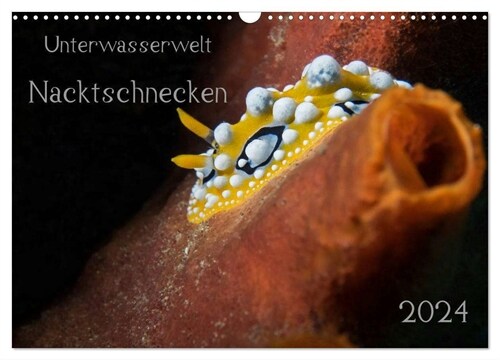 Unterwasserwelt Nacktschnecken (Wandkalender 2024 DIN A3 quer), CALVENDO Monatskalender (Calendar)