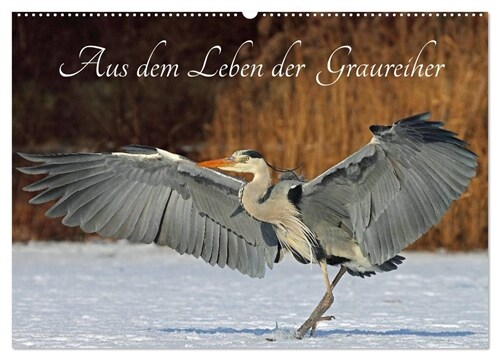 Aus dem Leben der Graureiher (Wandkalender 2024 DIN A2 quer), CALVENDO Monatskalender (Calendar)