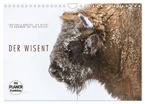 Emotionale Momente: Der Wisent. (Wandkalender 2024 DIN A4 quer), CALVENDO Monatskalender (Calendar)