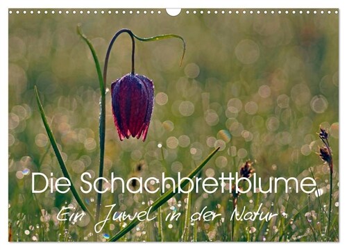 Die Schachbrettblume (Wandkalender 2024 DIN A3 quer), CALVENDO Monatskalender (Calendar)