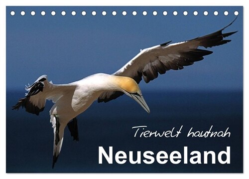 Neuseeland - Tierwelt hautnah (Tischkalender 2024 DIN A5 quer), CALVENDO Monatskalender (Calendar)