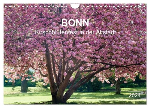 Bonn - Kirschblutenfest in der Altstadt (Wandkalender 2024 DIN A4 quer), CALVENDO Monatskalender (Calendar)