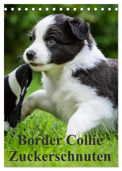 Border Collie Zuckerschnuten (Tischkalender 2024 DIN A5 hoch), CALVENDO Monatskalender (Calendar)